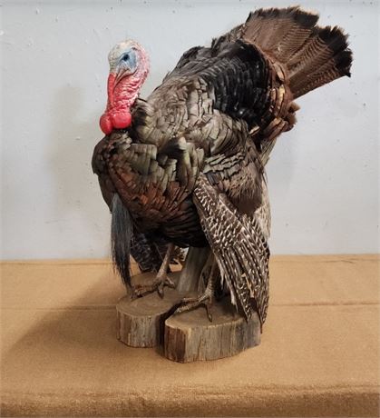Wild Turkey Mount - 26x30