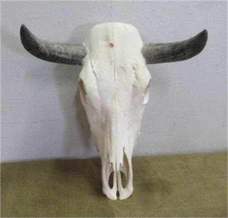 Decorative Cow Scull w/ Horns