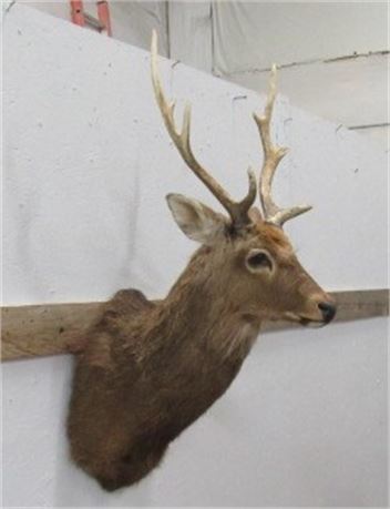 Japanese Sika Buck Mount