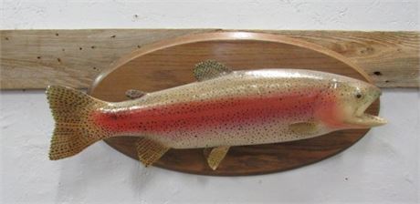 Rainbow Trout Mount