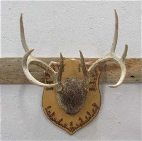 Mule Deer Antler Mount