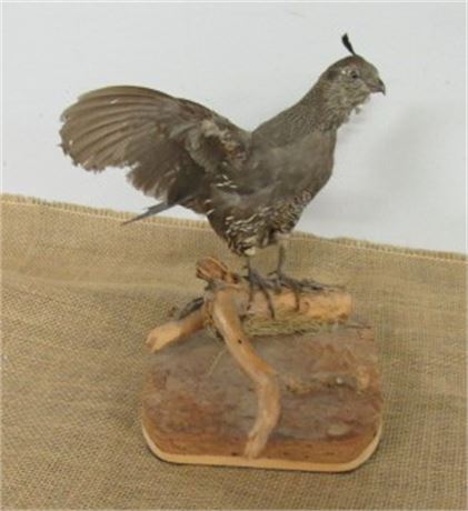 Female Quail Mount