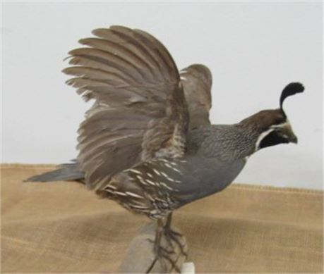 Male Quail Mount