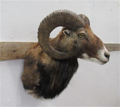 Mouflon Ram Mount