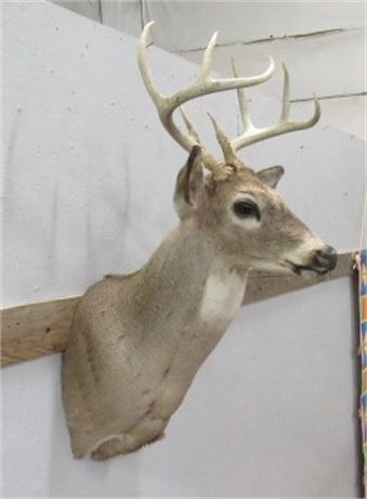 White Tail Deer Shoulder Mount