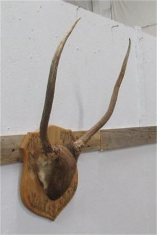 Young Elk Antler Mount