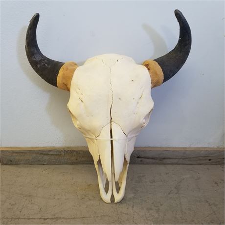 Nice Buffalo Skull