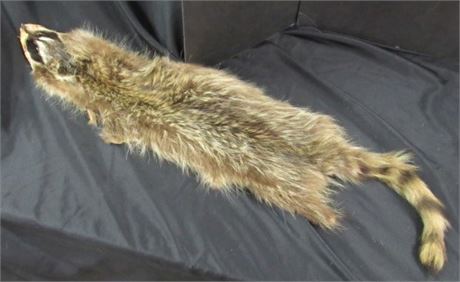 Badger? Racoon? Pelt - 37" long Nose to Tail