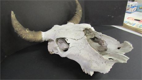 Skull w/ Horns