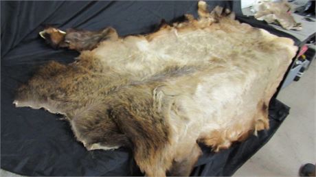 Nice Tanned Elk Hide