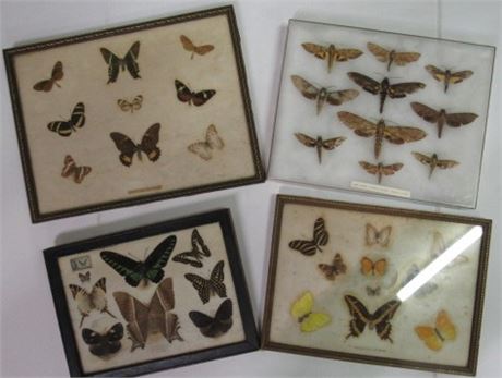 Butterfly Collection...Butterflies of Miami, French Guiana Hawk Moths,