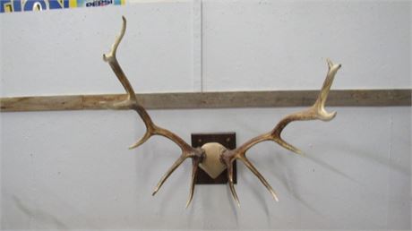 Elk Antler Mount