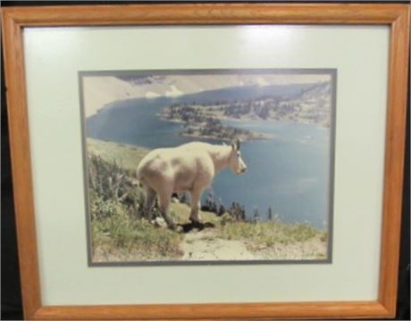 Nicely Framed & Matted Mountain Goat Photograph