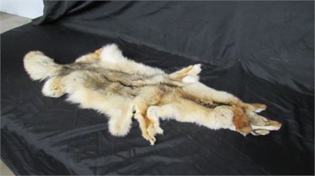 Tanned Coyote Hide