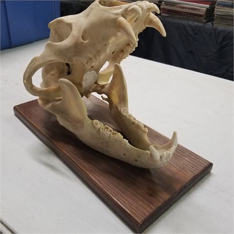 Bear Skull