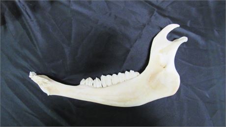 Genuine Elk Jawbone