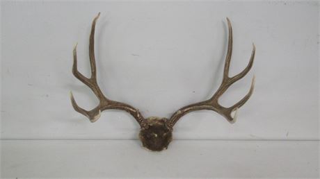 Deer Antler Mount