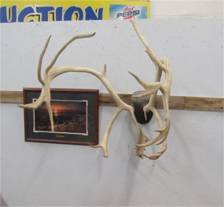 Caribou Antler Mount