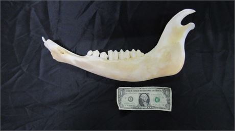 Genuine Elk Jawbone