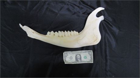 Genuine Elk Jawbone