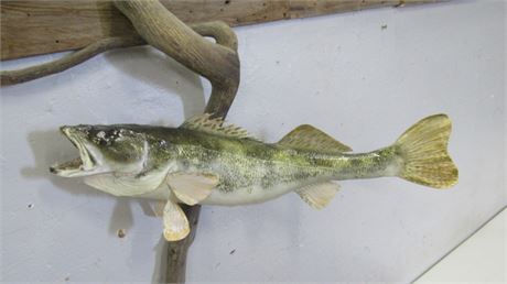 Walleye Fish Mount...24"