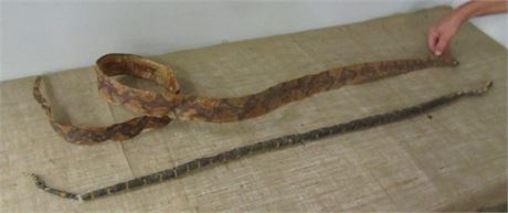 Stuffed Snake and Snakeskin