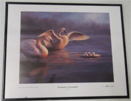 "Trumpeter Tranquility" by Steve Wilson Framed Print   20x16