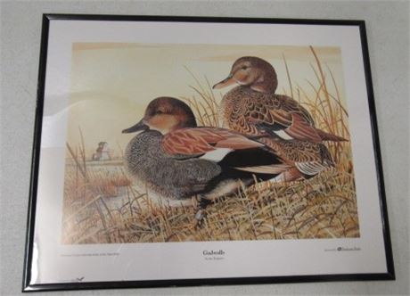 "Gadwalls" by Jim Borgreen Framed Print   20x16