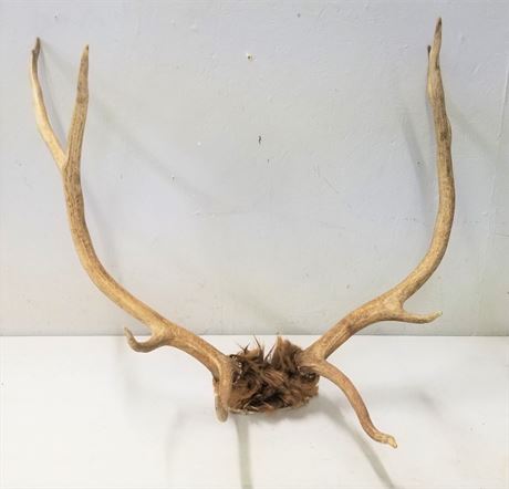 Elk Antlers