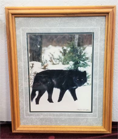 Black Wolf Photograph by Mark Schwartznave...Framed & Matted