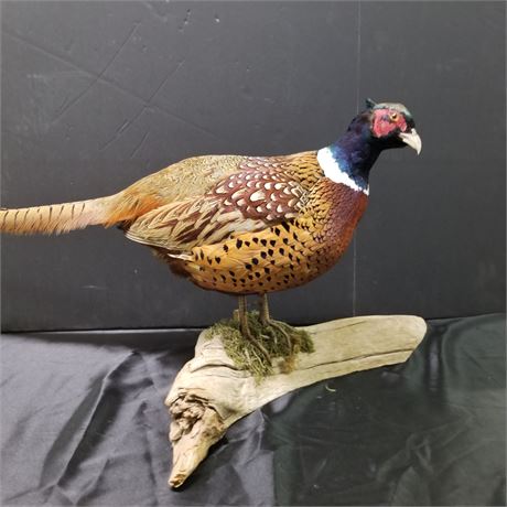 Pheasant