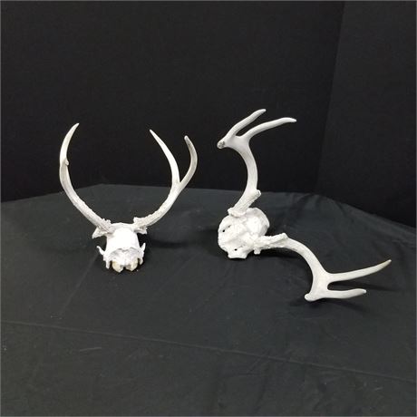 Deer Antler Set