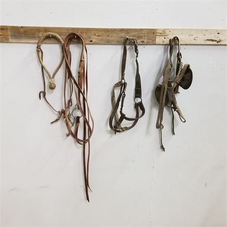 Assorted Bridles and Halters