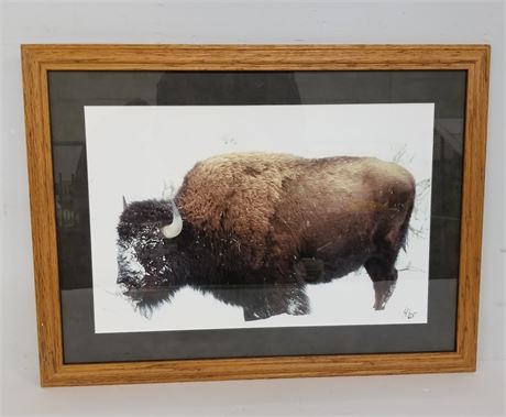 Framed Bison Photo