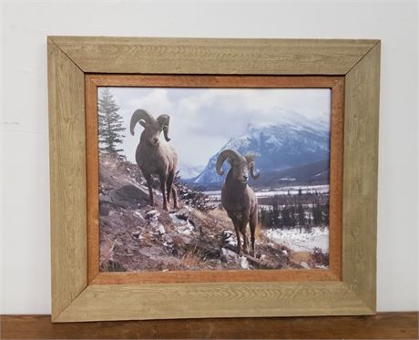 Framed Bighorn Sheep Print-27x24