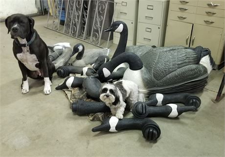 14 NEW & 2 Used Goose Decoys