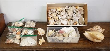 Assorted Sea Shells