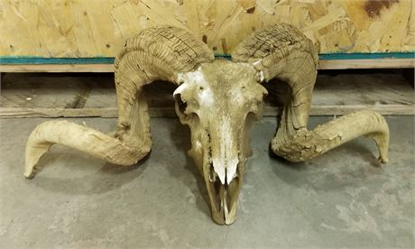 Sheep Skull w/ Horns