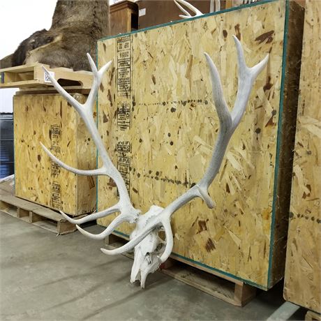 Elk Skull w/ Antlers