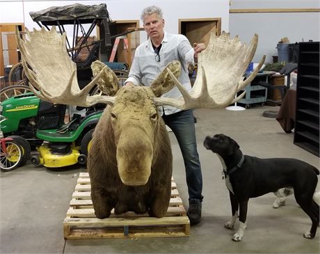 Massive Moose Mount