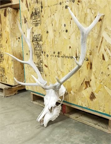 Elk Skull w/ Antlers