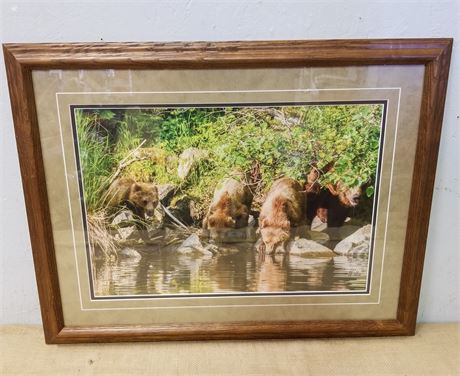 Signed and Framed Jeff Lakier Bear Photograph - 26x20