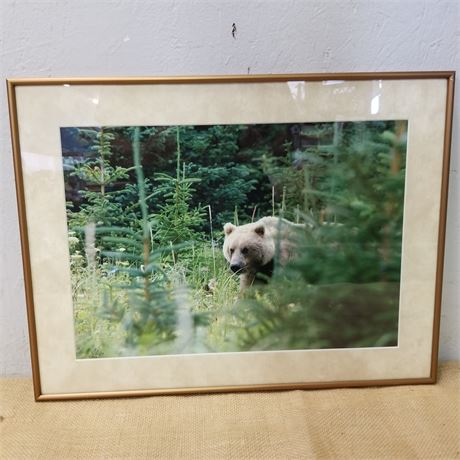 Signed and Framed Jeff Lakier Bear Photograph - 20x15