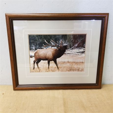 Framed Bugeling Elk Photograph - 22x19