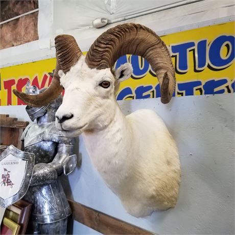 Alaskan Dall Sheep