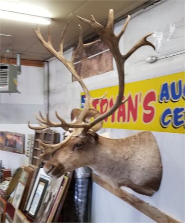 Alaskan Caribou Mount