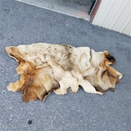 Elk Hide - 60x36