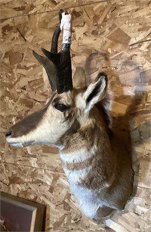 Antelope Head Mount