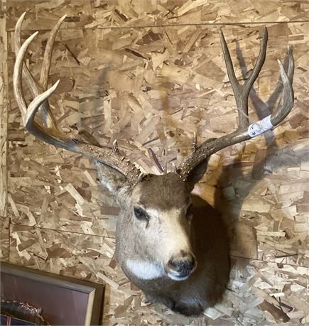 Mule Deer Head Mount