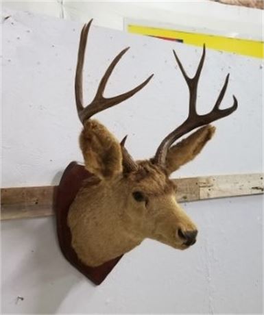 Buck Deer Mount